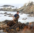 Un paso adelante para seguir potenciando el interés comercial y productivo del recurso algal en Chile