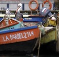 Fipa licita 10 nuevos proyectos de investigación pesquera y acuicultura