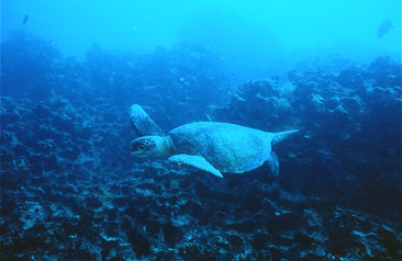 Avanza Plan de Acción Nacional para Protección y Conservación de Tortugas Marinas