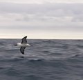 Albatros