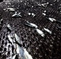 IFOP realiza un intenso trabajo de monitoreo del recurso sardina