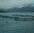 Subpesca declara no disponibles áreas apropiadas para la acuicultura en la región de Magallanes