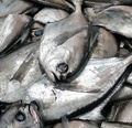 Proyecto reineta: Los pescadores decidirán si permiten el arribo de otras flotas