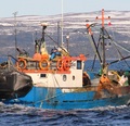 Temporada de centolla se extiende hasta el 10 de diciembre en Magallanes