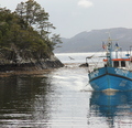 Pesca artesanal puede designar a nuevos integrantes del comité de manejo de centolla y centollón