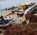 Subpesca establece veda extractiva para huiro negro y huiro flotador en la Región de Coquimbo