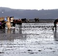 Subpesca habilita Registro Nacional de Certificadores para  programa de bonificación al repoblamiento y cultivo de algas