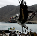 Subpesca valora proyecto que elimina el uso de bolsas plásticas de zonas costeras del país