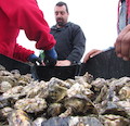 Pescadores artesanales de Coquimbo avanzan en la acuicultura de especies exóticas con siembra de ostra japonesa