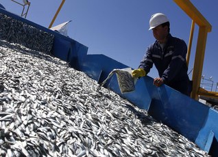 Levantan restricción de captura de sardinas y anchoveta en Décima Región