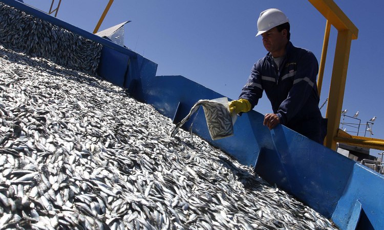 Levantan restricción de captura de sardinas y anchoveta en Décima Región