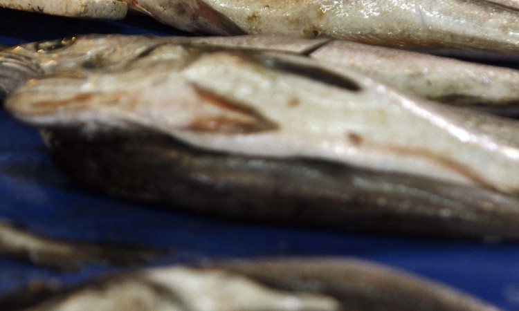 Gobierno y sector pesquero acuerdan  plan para recuperar a la merluza común