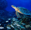 Subpesca avanza en propuesta para creación de primera reserva nacional de tortugas marinas en Arica