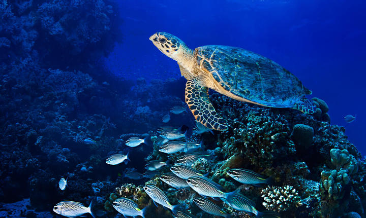 Subpesca avanza en propuesta para creación de primera reserva nacional de tortugas marinas en Arica