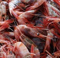 Pesquerías del camarón nailon y langostinos logran certificación internacional MCS en prácticas sustentables