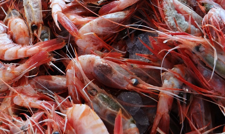 Pesquerías del camarón nailon y langostinos logran certificación internacional MCS en prácticas sustentables