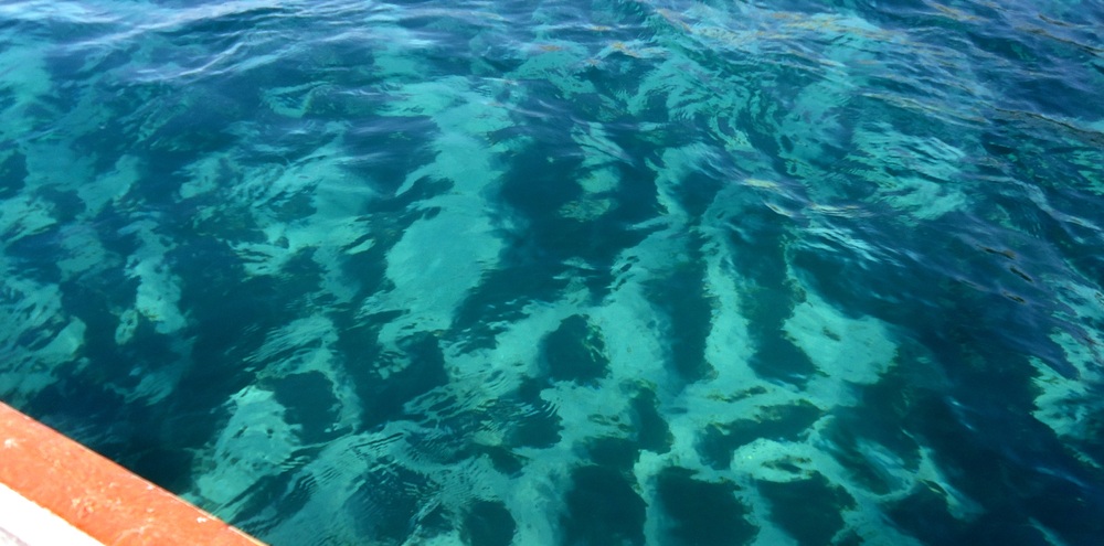 Repoblamiento de pelillo en bahía de Mejillones supera las 3 hectáreas