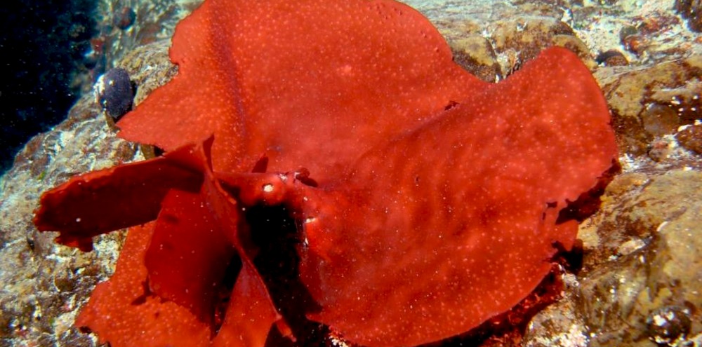 Subpesca amplía veda de luga roja y negra en área de plan de manejo de Bahía de Ancud para proteger su fase reproductiva