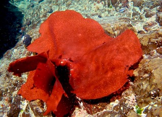 Subpesca amplía veda de luga roja y negra en área de plan de manejo de Bahía de Ancud para proteger su fase reproductiva