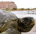 Investigadores de Chile y el mundo se darán cita en Arica para participar de simposio sobre tortugas marinas del Pacífico Sur Oriental