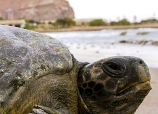 Investigadores de Chile y el mundo se darán cita en Arica para participar de simposio sobre tortugas marinas del Pacífico Sur Oriental