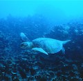 Secretaria de CIT destaca el trabajo de Chile en la protección de las tortugas marinas